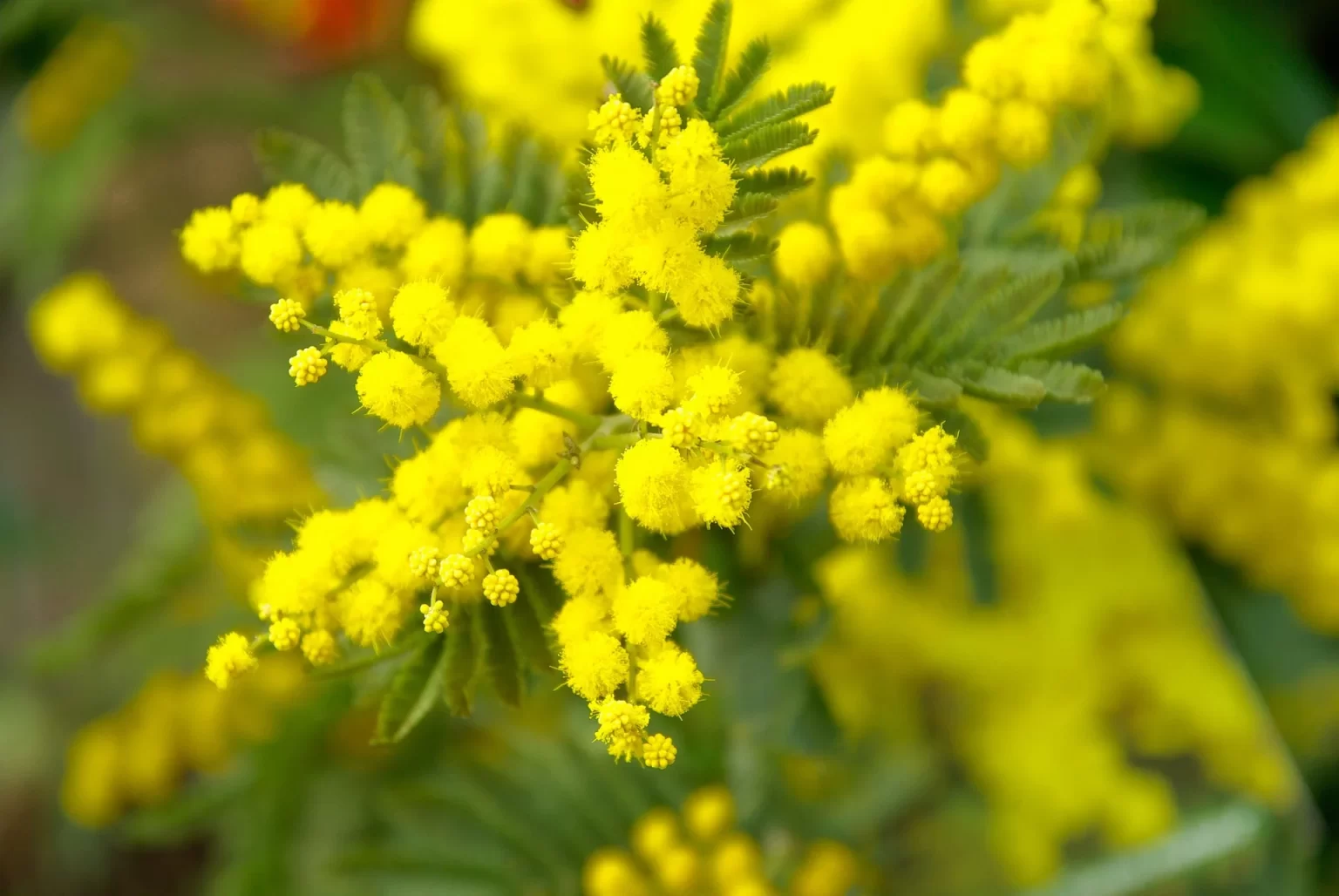 Mimosa festa della donna