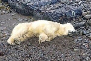 orso polare ucciso islanda
